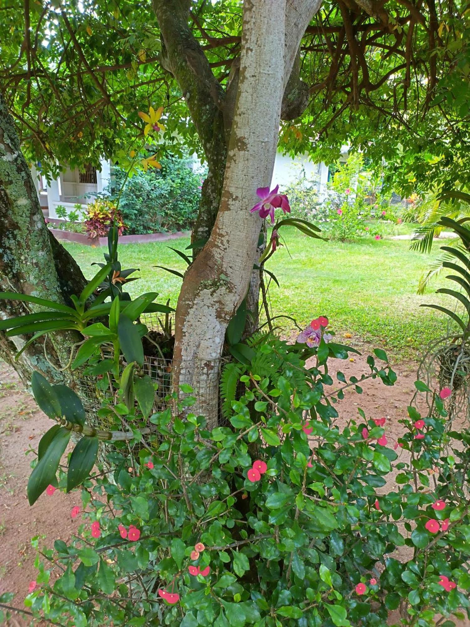 HCS Bungalows Turtle Bay Rustic Bungalow Au Cap Bagian luar foto